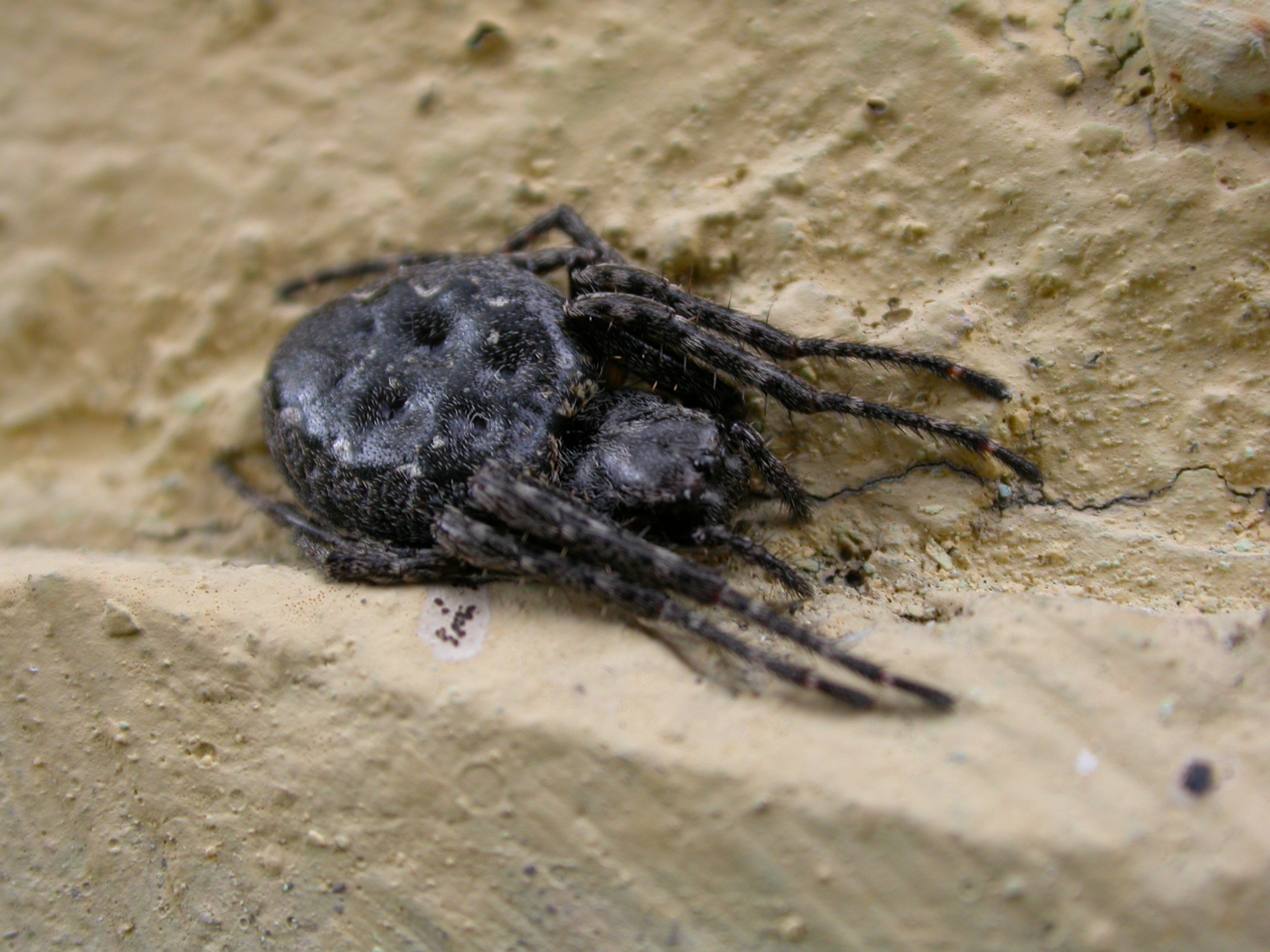 Gölge Örümceği - Nuctenea umbritica